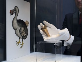FILE - A rare fragment of a Dodo femur bone is displayed for photographs next to an image of a member of the extinct bird species at Christie's auction house's premises in London, March 27, 2013. Colossal Biosciences has raised an additional $150 million from investors to develop genetic technologies that the company claims will help to bring back some extinct species, including the dodo and the woolly mammoth. Other scientists are skeptical that such feats are really possible, or even advisable for conservation.
