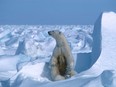 a handout photo made available on July 17, 2020 by Polar Bears International shows a polar bear with its cubs in the Sea Ice, northeast of Prudhoe Bay in Alaska in 1985.