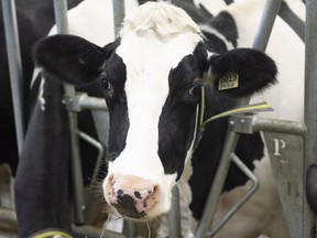 Cows on a dairy farm, in St-Henri-de-Taillon, Que., Tuesday, Sept. 25, 2018.