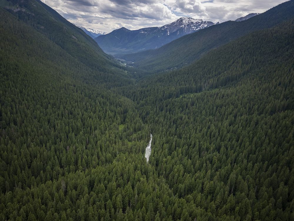 B.C. valley of ancient trees, rare animals preserved in deal with forest firm