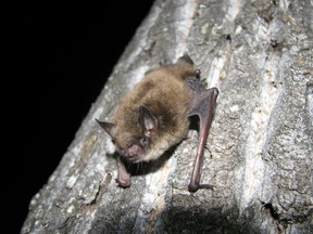 A Little Brown Bat is shown in a handout photo. A disease that has been nearly wiping out bat populations in eastern Canada and the U.S. has made its first appearance in Alberta. White Nose Syndrome, a fungus that starves bats to death by interrupting their winter hibernation, was identified in several locations in the province last year.