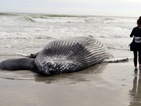 The body of a humpack whale lies on a beach in Brigantine N.J., after it washed ashore on Friday, Jan. 13, 2023. It was the seventh dead whale to wash ashore in New Jersey and New York in little over a month, prompting calls for a temporary halt in offshore wind farm preparation on the ocean floor from lawmakers and environmental groups who suspect the work might have something to do with the deaths.