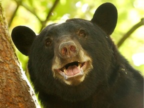 A black bear in a tree at the Greater Vancouver Zoo.