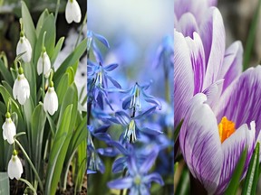The most reliable early blooms are (from left) snowdrops, which can handle a late snowfall, along with scilla and crocus.