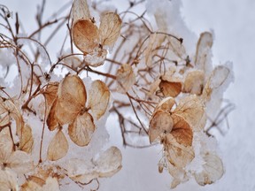 Gardening expert Frankie Flowers describes the dried blossoms on hydrangea bushes as “nature’s artwork” in a winter garden.