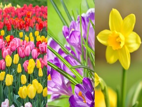 Potted spring blooms like tulips (left) can be ‘forced’ to bloom indoors in February; others, like crocus (centre) and daffodils (right), can too, and will reappear the following spring if planted outdoors in the fall.