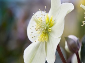 One of the earliest Canadian bloomers is the hellebore, or Christmas rose; it’s known to come up through the snow.