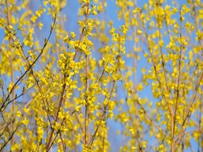 This time of year, forsythia branches can be forced to bloom indoors in water.