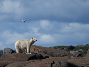 A polar bear. Which more than a few foreign governments officially advise their citizens not to touch should they ever visit Canada.