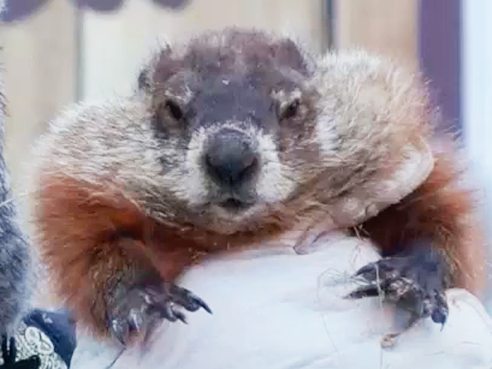 ‘Free me from this charade’: The imagined thoughts of Canada’s dead groundhog