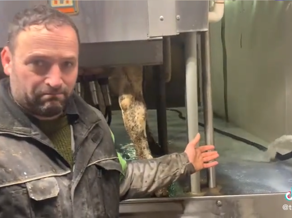 FIRST READING: Dairy farmer decries mandatory 'milk dumping' to keep
prices high