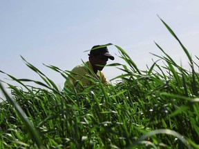 A man works at a newly launched wheat farm on a former desert in Sharjah, United Arab Emirates, on Feb. 8, 2023.
