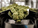 FILE - Dry cannabis flowers inside the packaging room at the Aphria Inc. Diamond facility in Leamington, Ontario, Canada, on Wednesday, Jan. 13, 2021. PHOTO BY ANNIE SAKKAB/BLOOMBERG