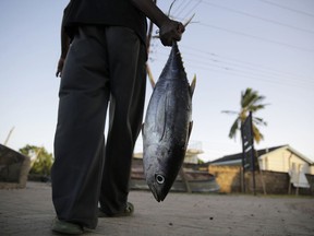 FILE - Fisherman Kassim Abdalla Zingizi holds a yellowfin tuna after a catch in Vanga, Kenya, on June 14, 2022. Indian Ocean states agreed Monday, Feb. 6, 2023, to temporarily halt the use of industrial fishing gear that is drastically depleting tuna stocks in a win for coastal ocean states that rely on smaller-scale fishing methods.