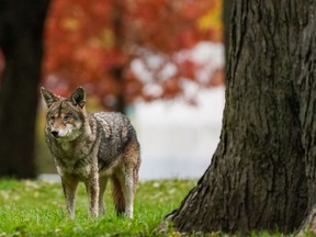 A coyote walks through Coronation Park in Toronto on Wednesday, Nov. 3, 2021. Several cities in Ontario are urging residents to report coyote dens near residential areas and be wary of the animals as mating season for the canines is underway.