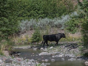 In this photo provided by Robin Silver, a feral bull is seen along the Gila River in the Gila Wilderness in southwestern New Mexico, on July 25, 2020. U.S. forest managers in New Mexico are moving ahead with plans to kill feral cattle that they say have become a threat to public safety and natural resources in the nation's first designated wilderness, setting the stage for more legal challenges over how to handle wayward livestock as drought maintains its grip on the West.