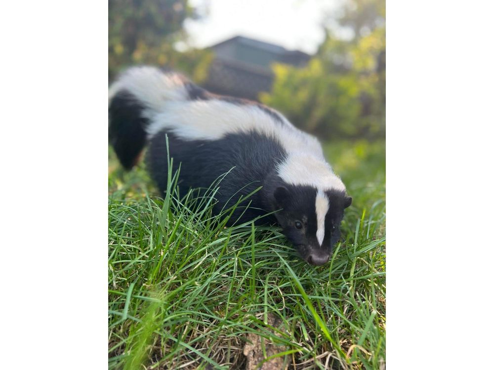 Seven skunk deaths spark poison alert in Richmond, BC - Canada Today