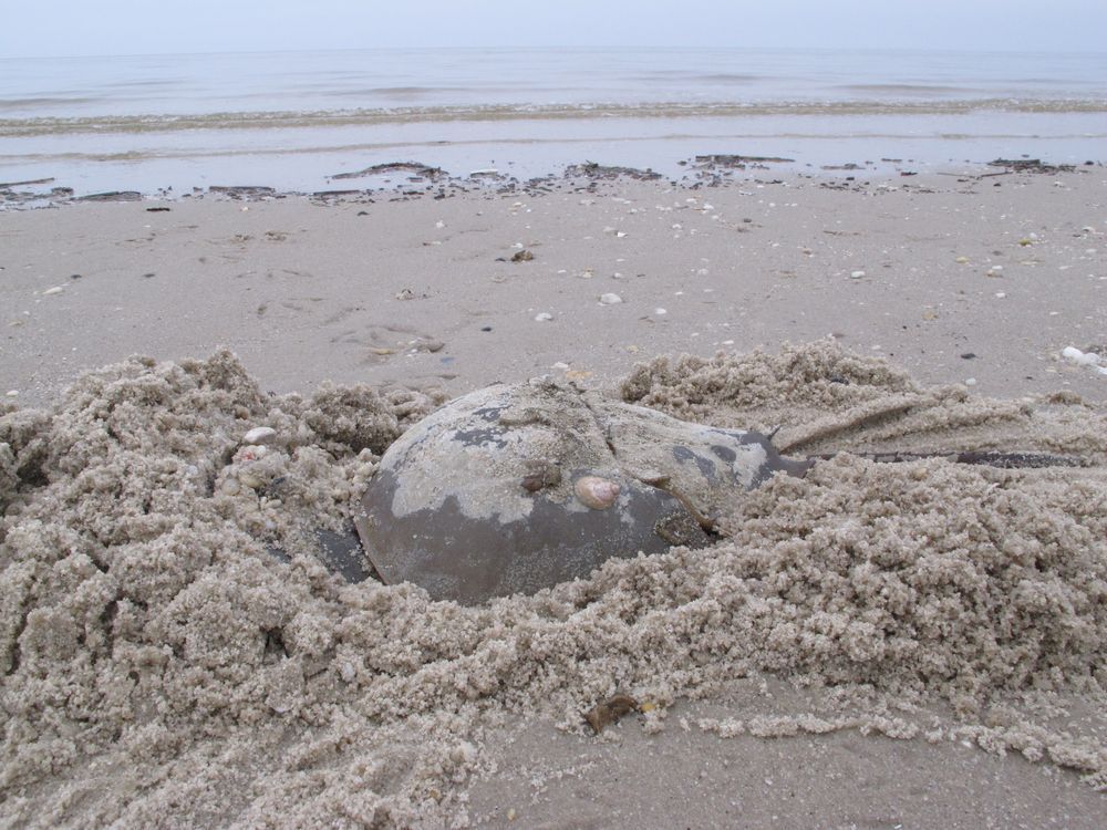 A horseshoe crab burrows into the sand on a beach in Middle Township, N.J., to lay eggs, Thursday, May 8, 2014.