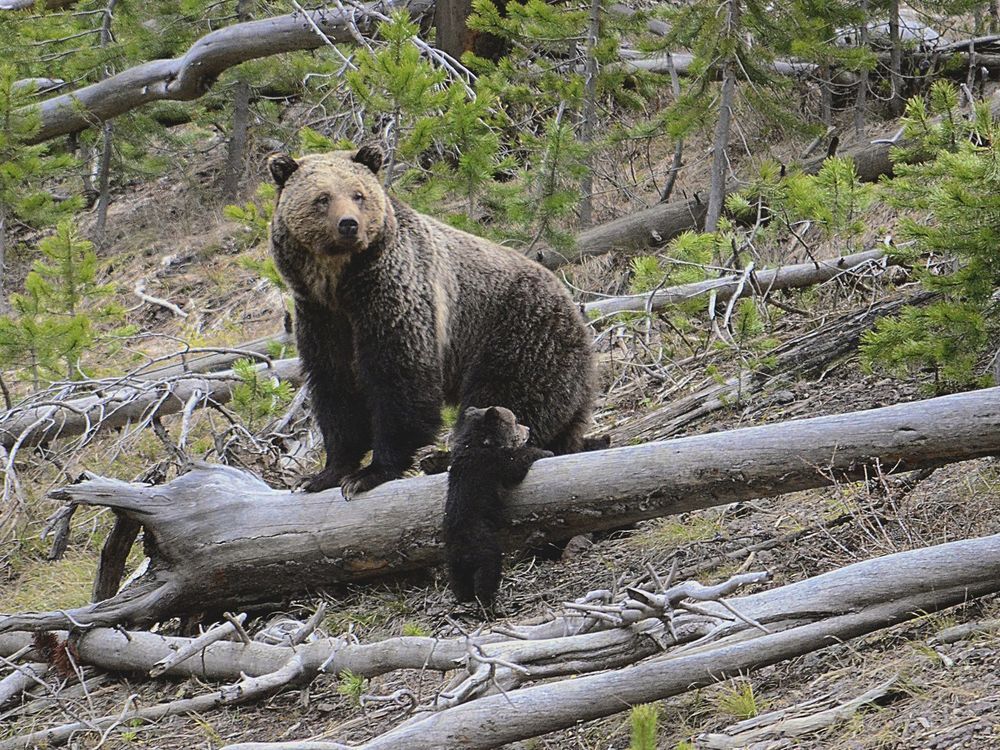 US may lift protections for Yellowstone, Glacier grizzlies