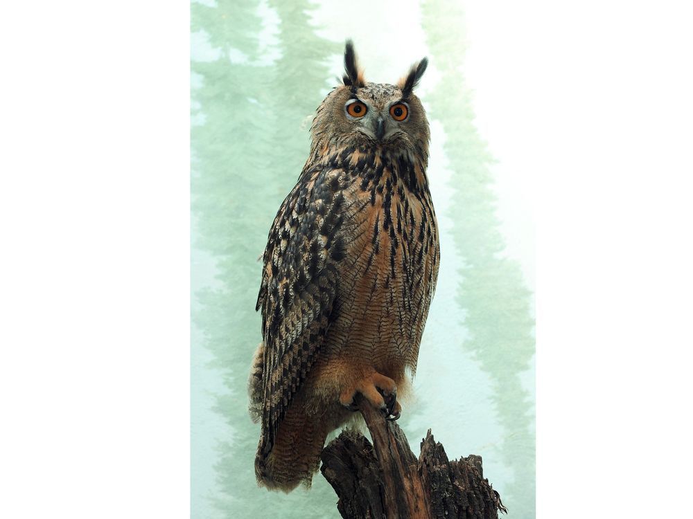 Owl escapes from Central Park Zoo, eludes NYPD, zookeepers