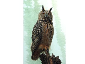 This photo, provided by the Wildlife Conservation Society, shows a Eurasion eagle-owl named Flaco that escaped from New York's Central Park Zoo after someone vandalized its exhibit by cutting through stainless steel mesh, zoo officials said Friday, Feb. 3, 2023. It was spotted on Fifth Avenue, then flew back into the park Friday morning and remained high up in a tree there for much of the day.