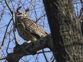 FILE - A Eurasian eagle-owl named Flaco sits in a tree in New York's Central Park, Feb. 6, 2023. The owl, who resided at the Central Park Zoo, flew the coop after someone vandalized its exhibit by cutting through stainless steel mesh, discovered on Feb. 2. Two weeks after his escape, zoo officials announced that it would, for now, be suspending rescue operations as it appears Flaco has regained his natural killer instincts for food, but would keep an eye on his health.