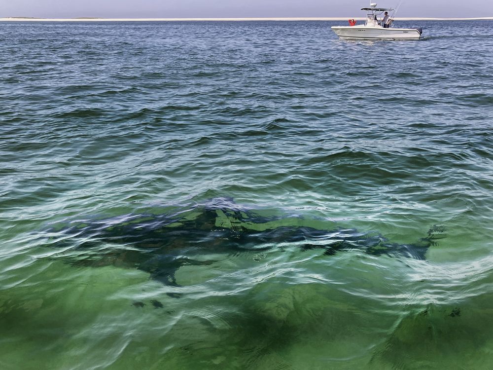 Tide begins to turn on shark and ray populations in northwestern Atlantic: study