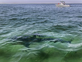 A shark is seen swimming across a sandbar on Aug. 13, 2021, off the Massachusetts' coast of Cape Cod. Researchers say better fisheries management and conservation are turning the tide on shark and ray population declines in the Northwest Atlantic.