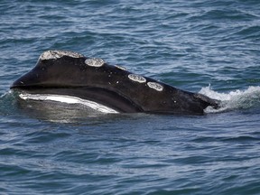 A North Atlantic right whale feeds on the surface of Cape Cod Bay, off the coast of Plymouth, Mass., March 28, 2018. Gear tracing will help understand whale habits.
