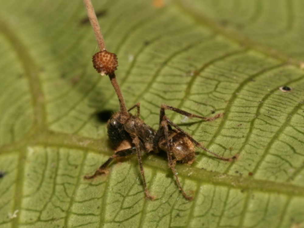 ophiocordyceps unilateralis life cycle