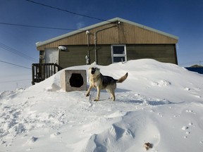 A chained-up dog barks in the small town of Baker Lake in Nunavut on Wednesday, March 25, 2009. Stray dogs are causing issues in some remote communities .THE CANADIAN PRESS/Nathan Denette