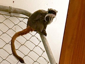 An emperor tamarin monkey, one of two that were discovered missing by Dallas Zoo on Jan. 30 is seen sitting on a railing at an abandoned home in Dallas County, Texas.