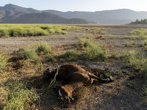 FILE - A dead horse lies on the dried lakebed of the Aculeo Lagoon during a drought in Paine, Chile, Dec. 22, 2022. The lagoon dried up several years ago.