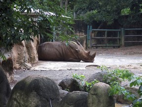 FILE - A rhinoceros rests inside an enclosure at the Dr. Juan A. Rivero Zoo in Mayaguez, Puerto Rico, July 7, 2017. The government announced on Monday, Feb. 28, 2023 that it is closing the U.S. territory's only zoo, which has remained closed since hurricanes Irma and Maria battered the island in Sept. 2017, as federal authorities investigate allegations of mistreatment of animals.
