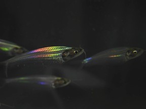 The ghost catfish has transparent skin that lets its colours shine through.