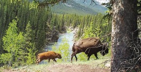 Parks Canada has also been running things rather well without any notable screw-ups. They’ve recently scored a big win in successfully reintroducing bison to Banff National Park.