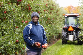 Dykelon Murray of Jamaica works at Ardiel Acres in the Georgian Bay area. Supplied