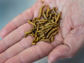 Lawmakers from Poland's ruling party claim that opposition party Civic Platform plans to limit the consumption of meat and replace it with insects, an accusation PO rejects.