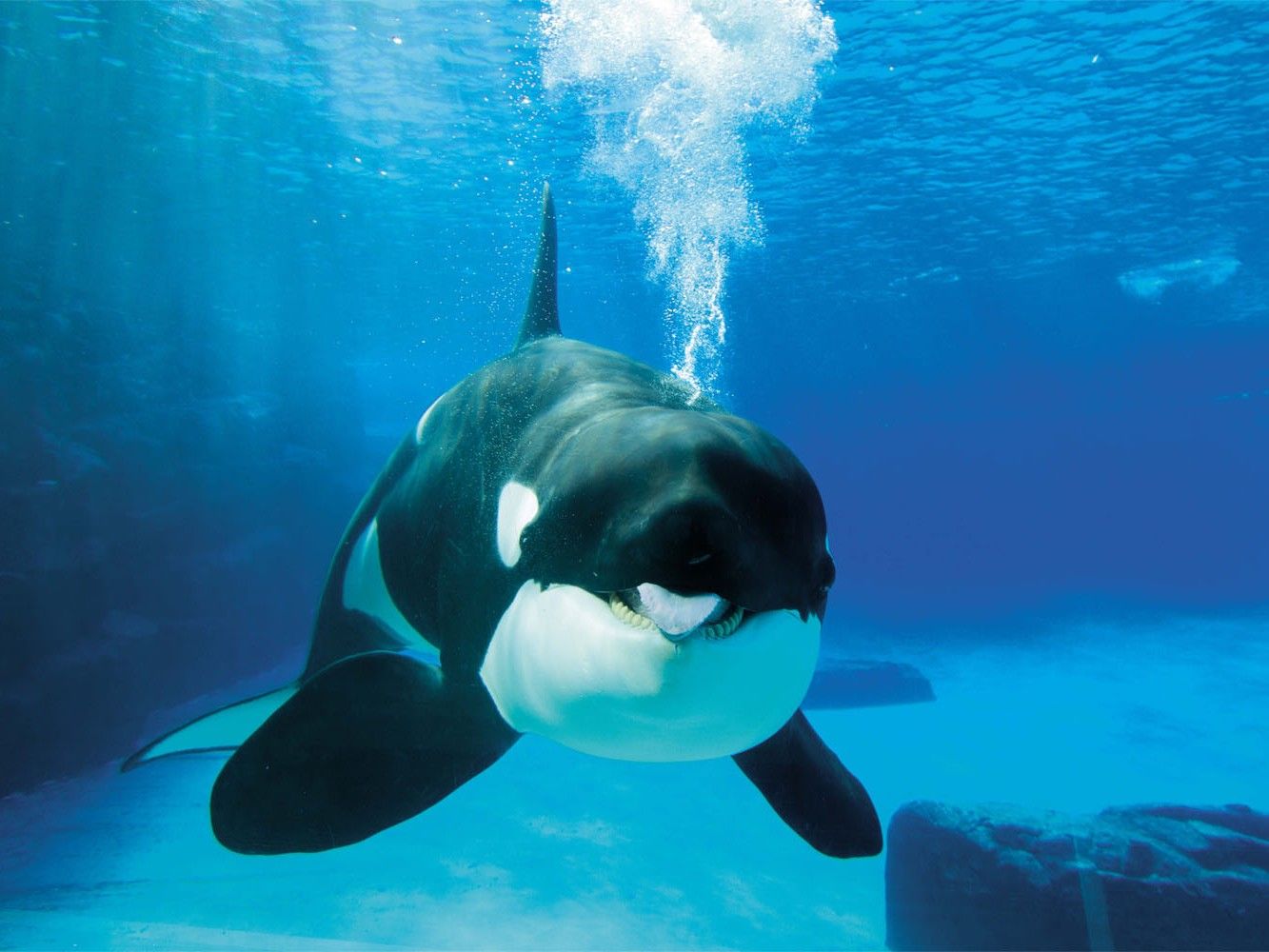 killer whales in captivity sad