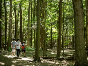Hikers walk through a section of evergreen forest at the Rouge National Urban Park in Toronto's outskirts.