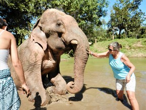 A tourist gets down and dirty with an elephant at a mud spa.