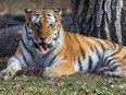 The drive-in zoon in Georgia has Begal tigers. It is not known if the tigers briefly on the loose  were Bengal breed.