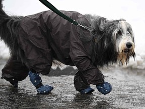 We bow to absolutely nobody in our appreciation for fun dogs. In particular if they’re showdogs wearing full rain gear to protect themselves. In this specific photo, a dog marches to the Crufts dog show wearing a coat and boots to, as the photographer says, “protect it from inclement weather” in Birmingham, England. Without the gear, we note this might have been one soggy doggy. Oli Scarff/AFP