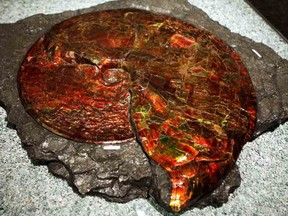 FILE - A large Placenticeras meeki ammonite dated from the Mesozoic age is both a fossil and a gemstone and is part of the collection which was shown during the media tour of the Alberta Unearthed twenty-five stories of discovery at the Royal Tyrrell Museum in Drumheller on May 12, 2010.