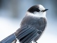 Pictured above, Canada jay.