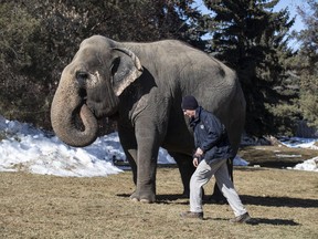 Zoo attendant Paul Williams walks with Lucy the elephant at the Edmonton Valley Zoo, in Edmonton on Tuesday, March 21, 2023.