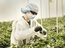 FILE - A TerrAscend employee works among cannabis plants at the company's Mississauga, Ont. growing facility. PHOTO BY PETER J. THOMPSON/FINANCIAL POST