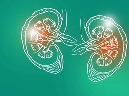 Handrawn illustration of human Kidneys on green background.