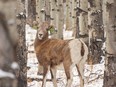 A baby bighorn looks back through the trees in Sheep River Provincial Park west of Turner Valley, Alta., on Tuesday, Nov. 1, 2022.