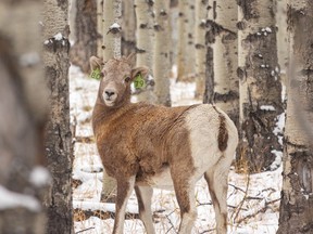 A baby bighorn looks back through the trees in Sheep River Provincial Park west of Turner Valley, Alta., on Tuesday, Nov. 1, 2022.